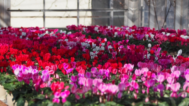 シクラメンが萎凋病に!花卉の場合どうすればいいですか?