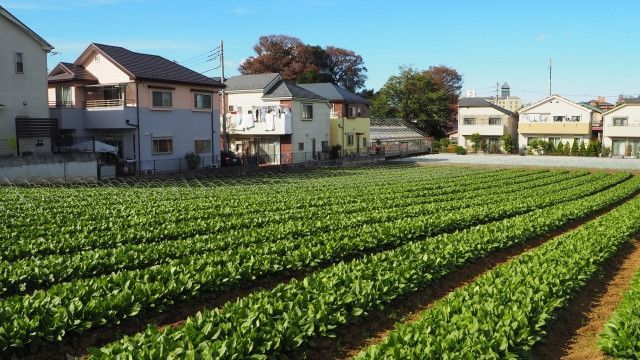 畑の周辺が住宅地なので農薬を使うと苦情が…。有効な病害虫対策を教えて!