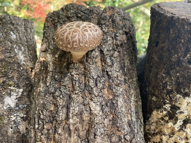 原木しいたけの上手な取り方とは?収穫までの流れも確認