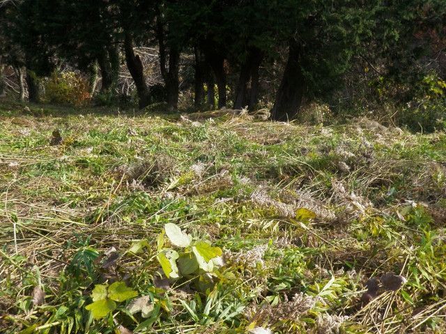除草や地域保全活動に補助金が出る日本型直接支払制度について教えてください