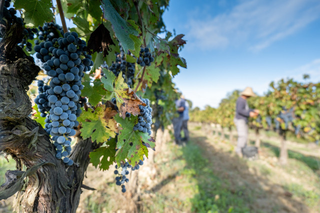 桃やぶどうの農作業を障がい者に説明する際、わかりやすく伝える工夫や注意点は?