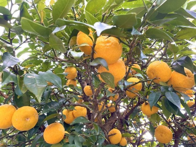 柚子の木の皮がシカに食べられた！食害にあった木の治療法を教えてください