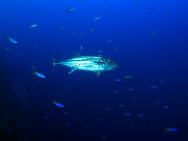 マグロが感染するレンサ球菌症とはどんな病気ですか?どう対策すればいいのでしょうか?