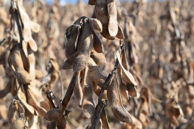 輪作に大豆栽培をはじめたがサヤがつきませんでした。原因と対策を教えて