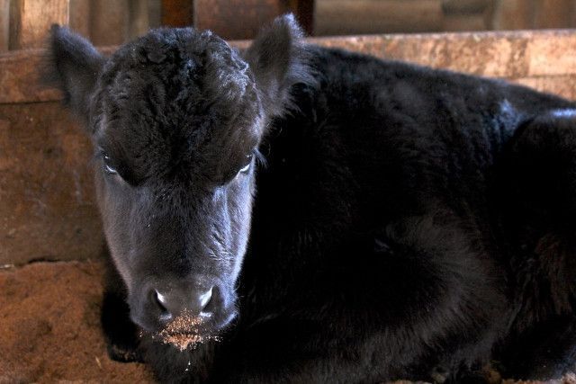 牛の死亡保険はメリットが少ない。農業共済以外の保険について教えてほしい