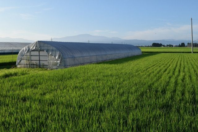 疎植栽培は本当に効果がある？メリット、デメリットを知りたい