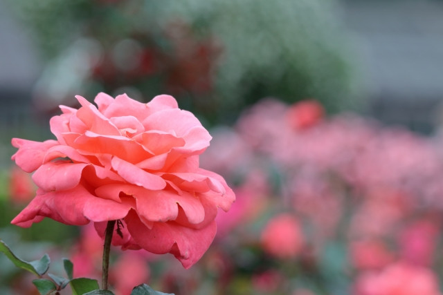 無農薬の花卉を育てたい！栽培しやすい種類や注意点を教えて！