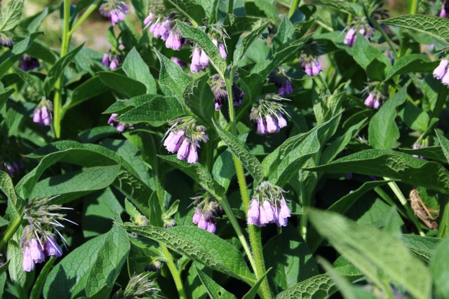 コンフリーの対策方法はありませんか？除草剤を撒いても再生してきて困っています
