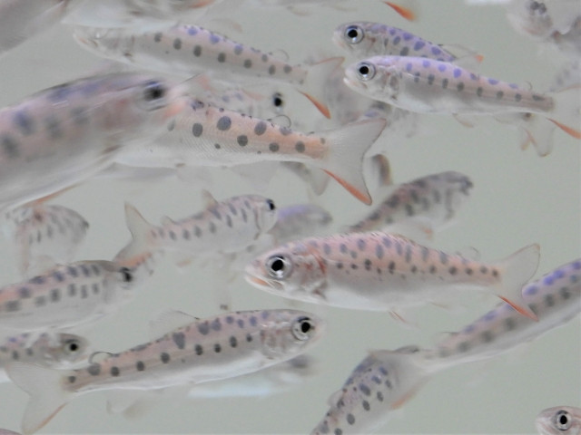 栽培漁業の放流はどのように行われているのですか？