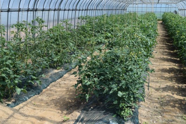 光合成量を測定したい！日射計の選び方や設置のコツなどを教えてください