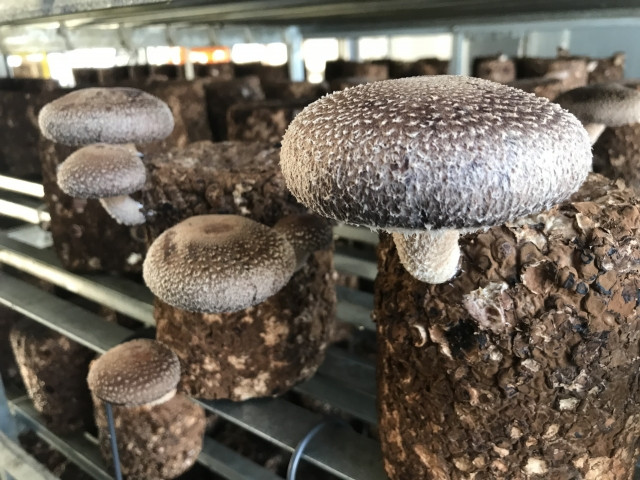 しいたけの原木栽培で注意すべき害虫と対策を教えていただけないでしょうか？