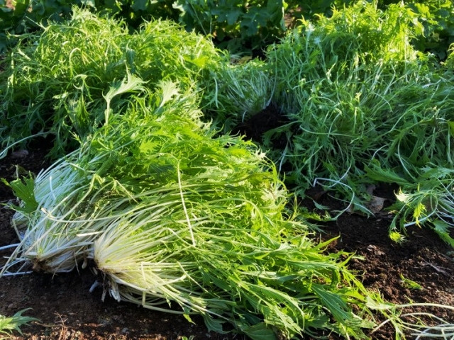 水菜栽培で「小株どり・中株どり・大株どり」に分けて収穫する際のタイミングを教えて