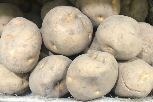 じゃがいもを栽培していますが、「そうか病」と「粉状そうか病」の見分け方を教えてほしい