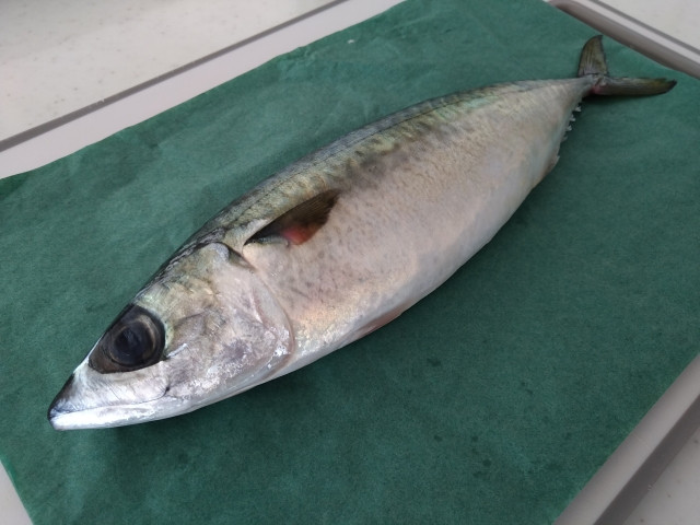 養殖しているサバの眼球が脱落し、死んでしまう病気がある？