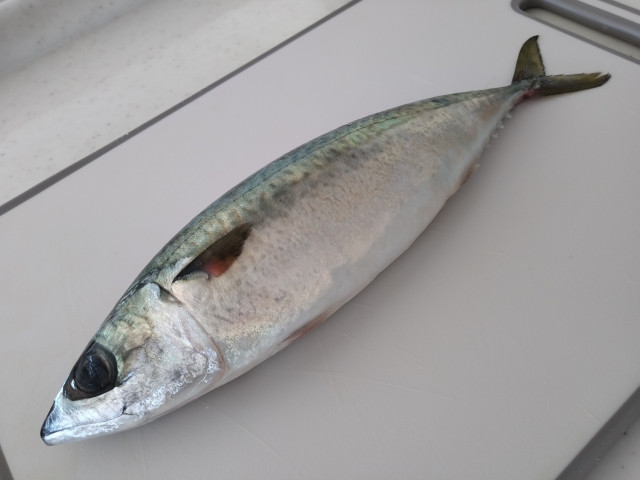 養殖サバと天然サバの違いは？漁業者としての違いを教えてほしい