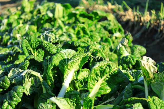 ちぢみほうれん草（寒じめほうれん草）の栽培方法に興味があります
