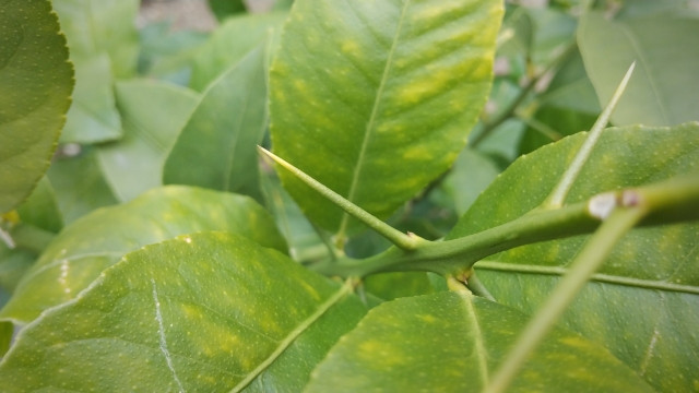 レモン収穫時のトゲ対策を教えてください