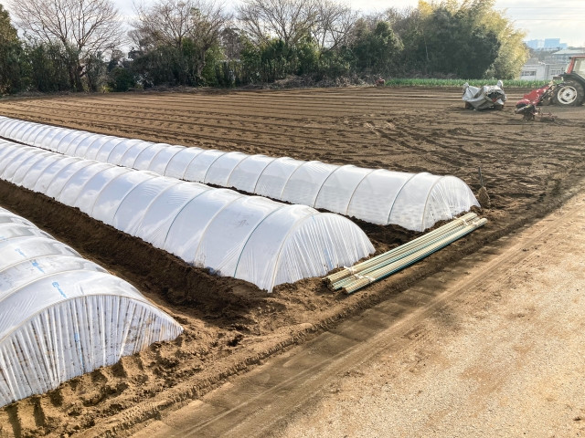 白菜のトンネル栽培はどのようなメリットがあるのかを知りたい