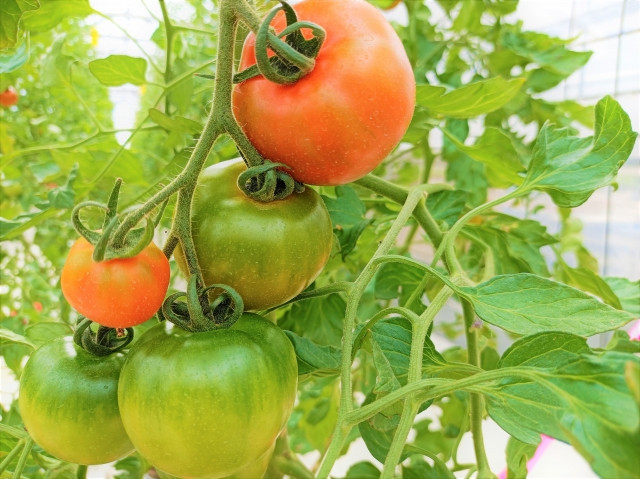 トマト栽培で効果的な 葉かき 方法は