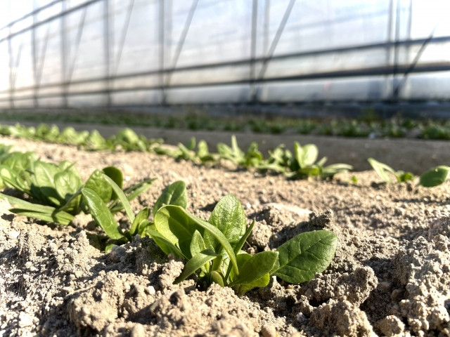 ほうれん草栽培で石灰は必要?効果と正しい使用方法は?