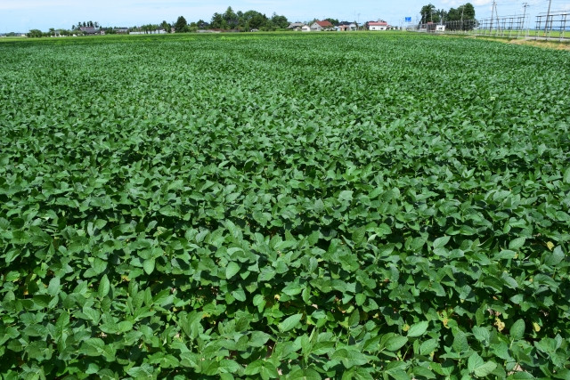 黒ボク土の農地の水はけが良くない。排水を改善する方法を教えてください