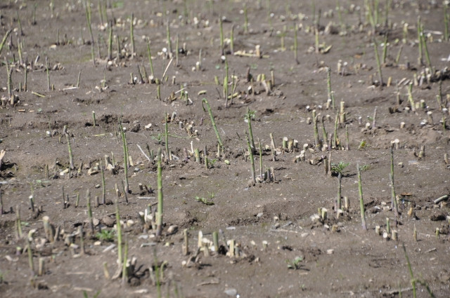 アスパラガス栽培に鶏糞を使うと、どんな効果がありますか?