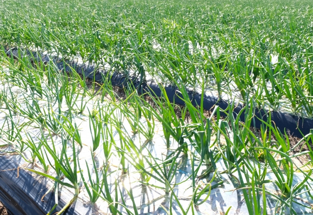 玉ねぎのべと病を農薬を使わずに対処する方法はありますか？