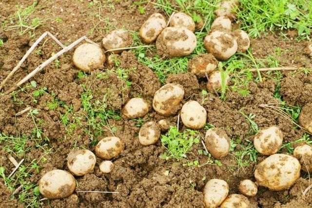 じゃがいも畑がシカやイノシシに荒らされて被害に困っている!予算をかけずに対策を行うには?