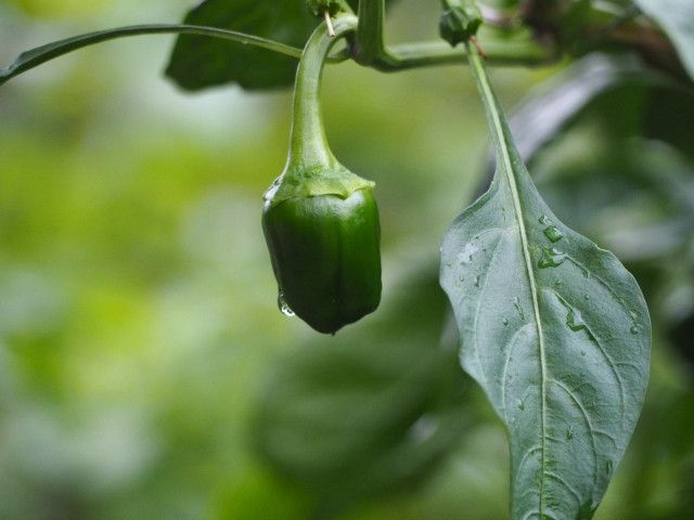 栽培しているピーマンが尻腐れになってしまった！どう対策すればいい？