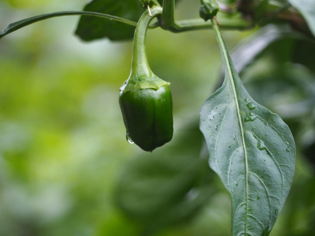 ピーマンのわき芽の処理方法は？コツや注意点も知りたい