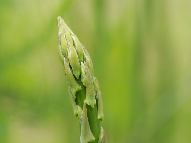 長期どり栽培のアスパラガスに曲がりが増えてきた。なにが原因?