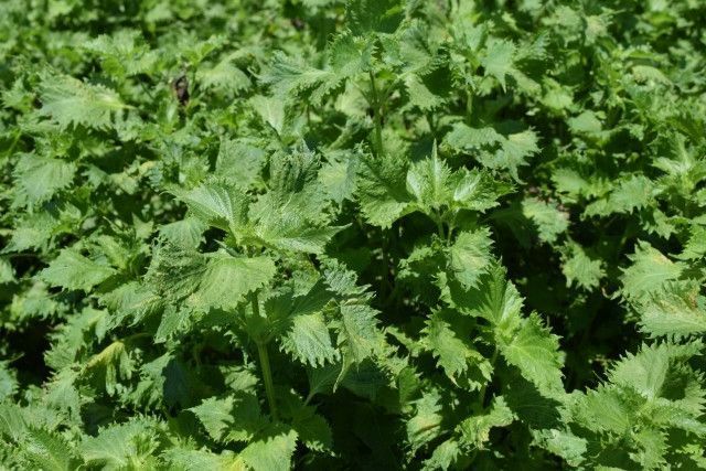 大葉(シソ)の香りを強くする栽培方法はありますか?
