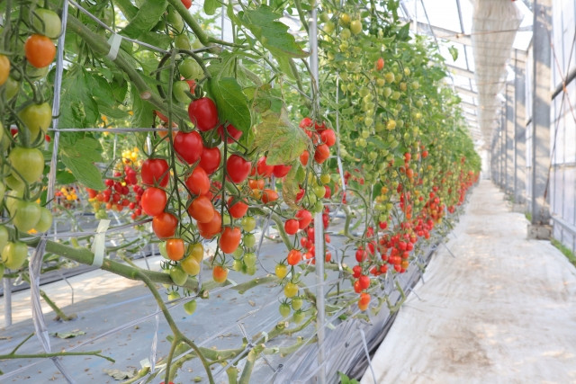 菌核病の対策方法を教えてください