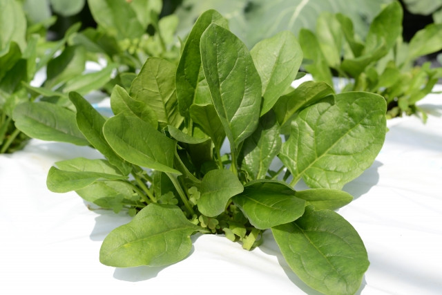 ほうれん草の栽培で株を大きくしたい！間引きのコツを教えて