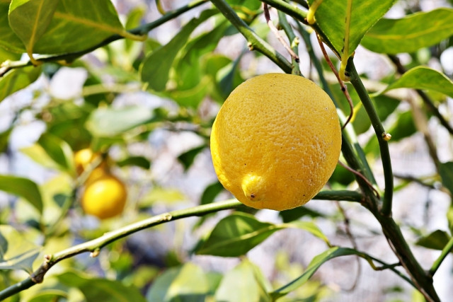 レモンの栽培時期について知りたい