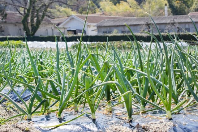 春ネギを5月まで出荷したい。おすすめの品種を教えてください