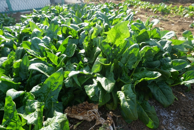 ほうれん草栽培の温度管理について教えて。特に注意が必要なポイントは？