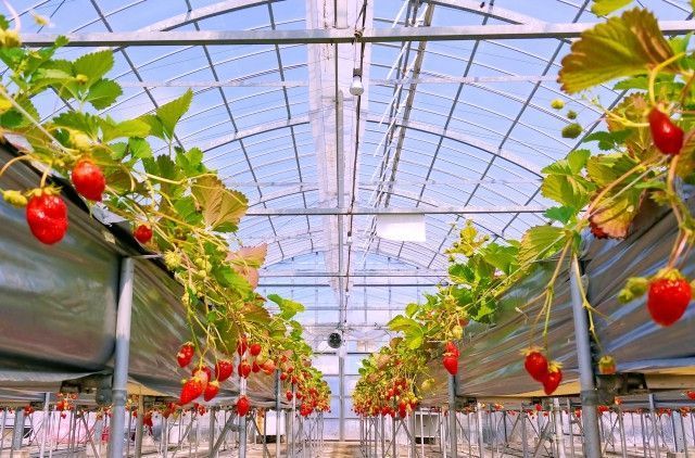 いちごの「垂直農業」をやりたい。日本で行うことは可能ですか？