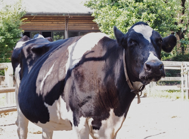 牛の鼓脹症を予防する方法を教えてほしい