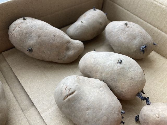 じゃがいもの栽培でメークインだけ褐色心腐病になってしまいます。改善策を教えてください