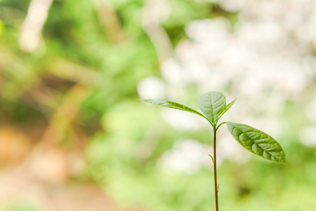 アボカドの苗が萎れた原因を教えて