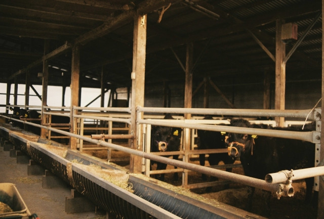 暑熱対策として牛舎に遮光カーテンを設置しましたが、牛の健康に影響はないか?