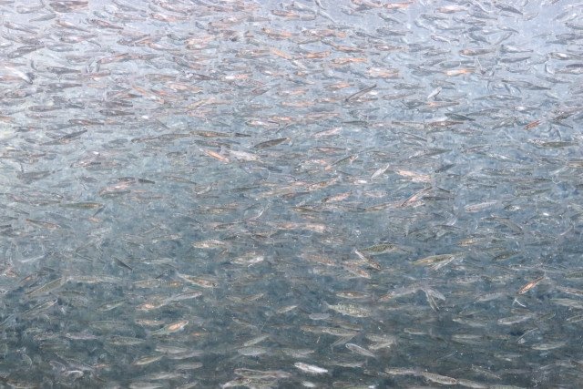 栽培漁業はどのような仕組みで行われているのですか？