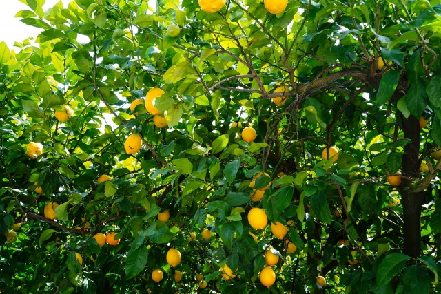 レモン栽培に適した温度はどれくらい?