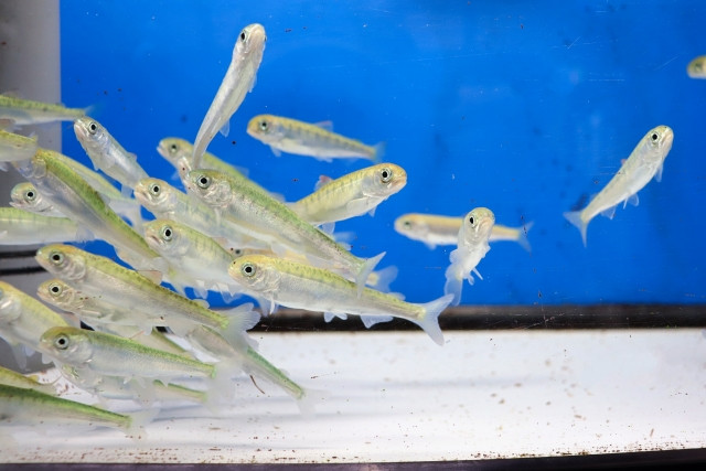 栽培漁業では何を餌に与えているのでしょうか？