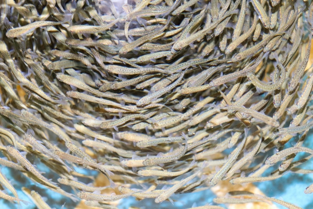 栽培漁業ではサケをどのようにして育てているのでしょうか？