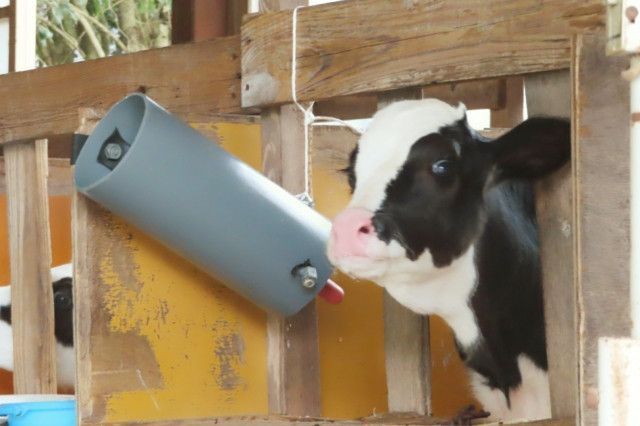 分娩後2日目以降の初乳を子牛に与えると下痢になるというのは本当ですか?