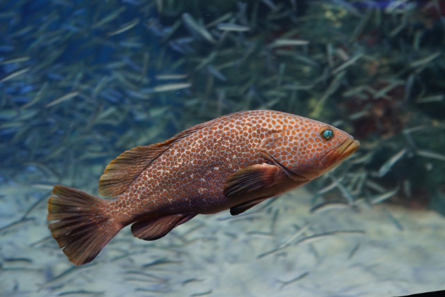 キジハタの栽培漁業を検討中。どう行えばいいですか？