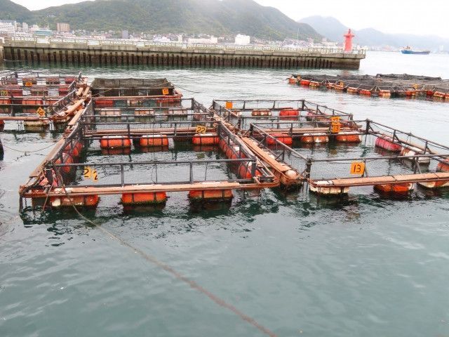 死魚を引き取りに来る業者。廃棄しているの?再利用しているの?