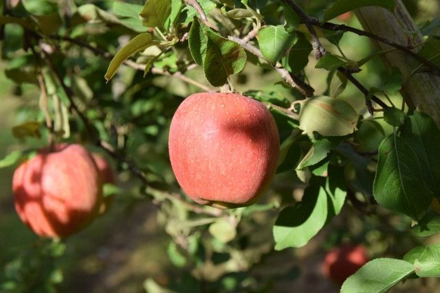 サビ果のリンゴだけど糖度が高いので上手に販売したい。どうすればいい？